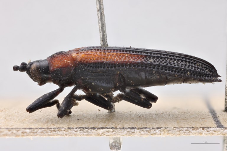 Chalepus tenuis T L.jpg