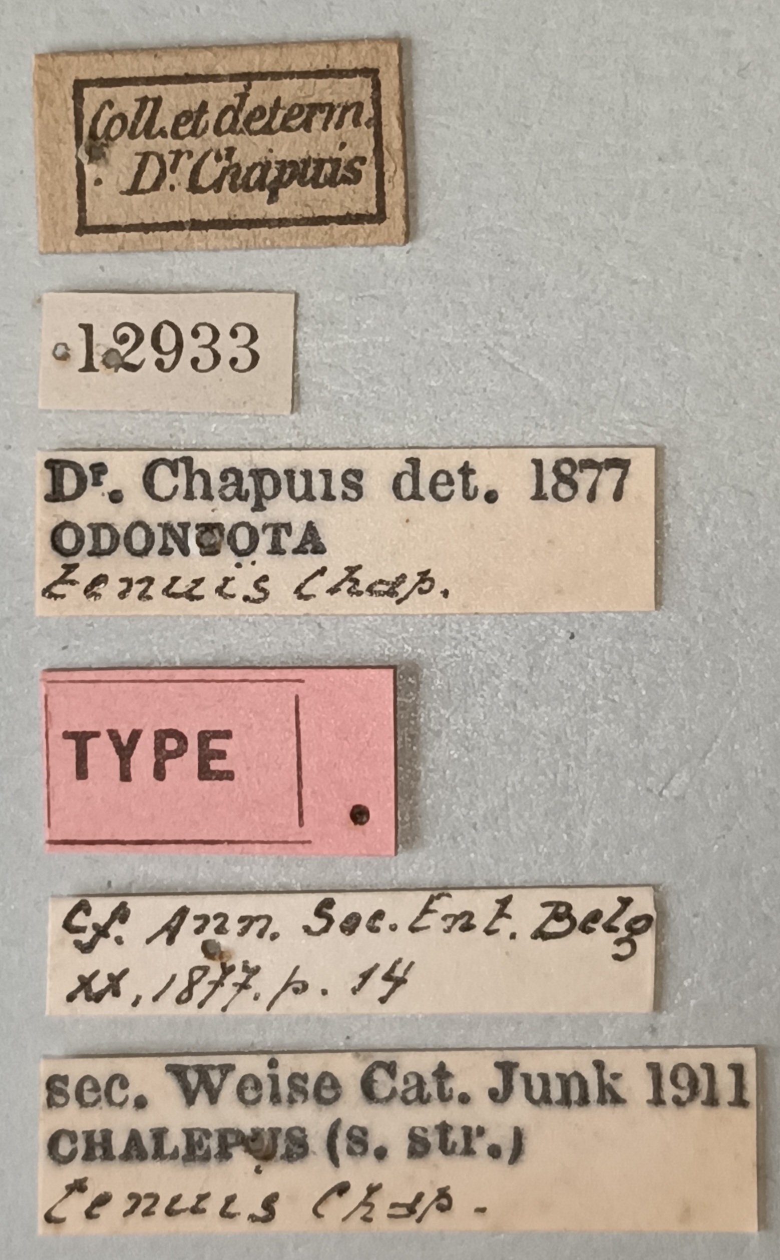 Chalepus tenuis T Labels.jpg