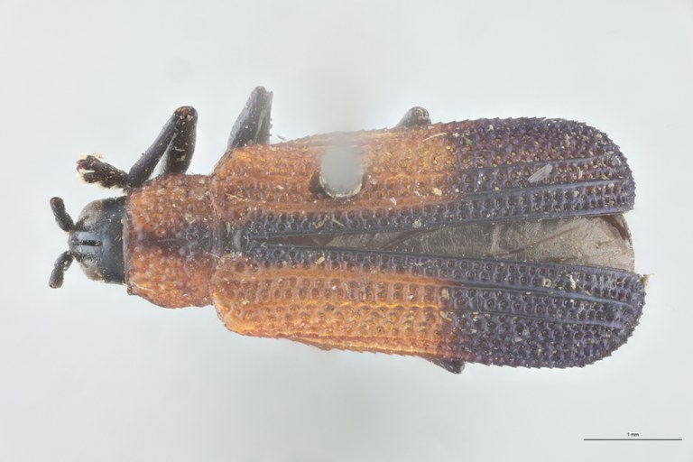 Chalepus verticalis T D.jpg