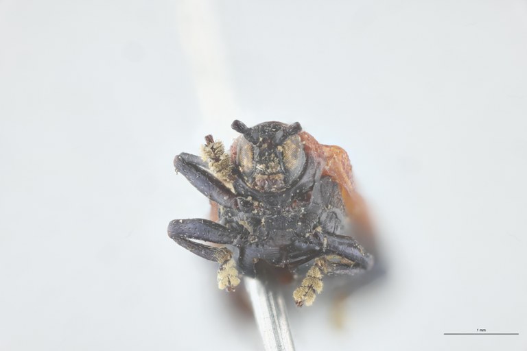 Chalepus verticalis T F-V.jpg