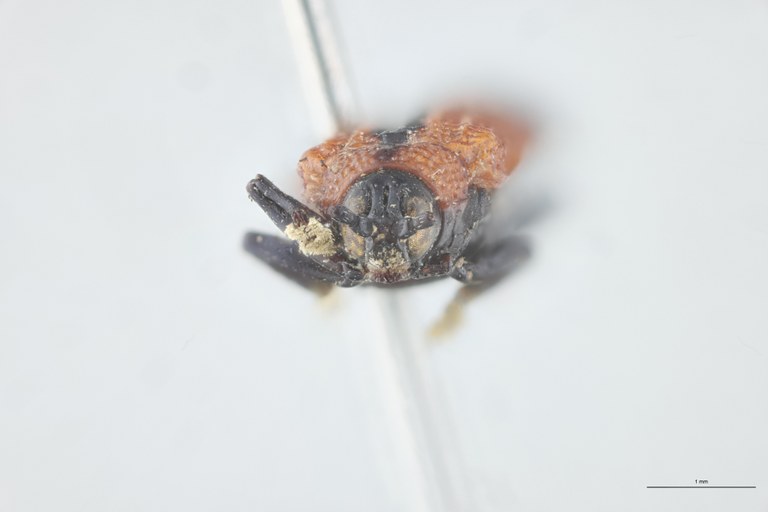 Chalepus verticalis T F.jpg