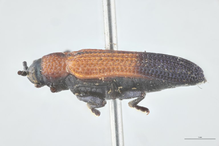 Chalepus verticalis T L.jpg