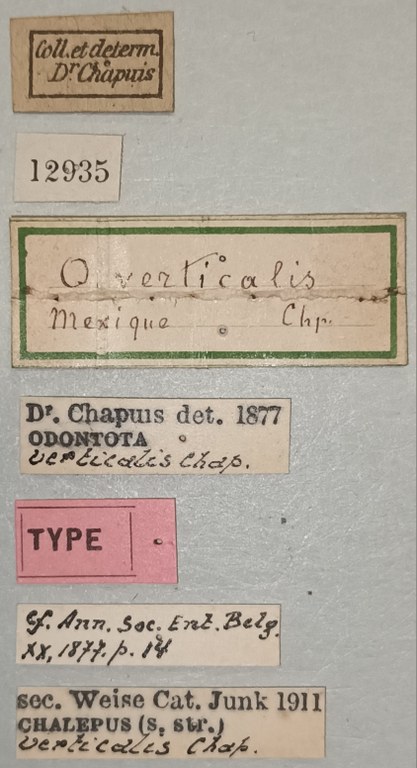 Chalepus verticalis T Labels.jpg