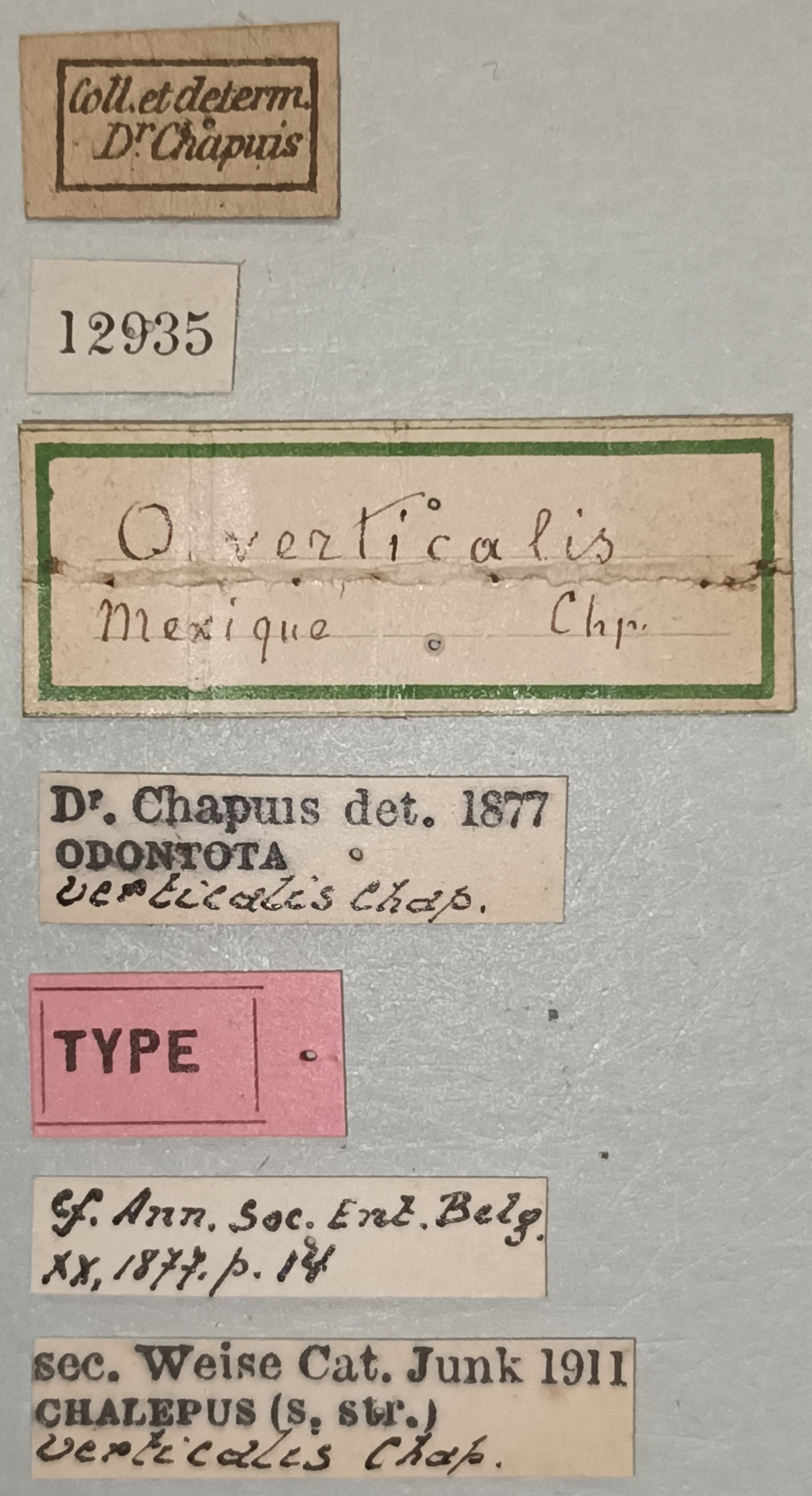Chalepus verticalis T Labels.jpg