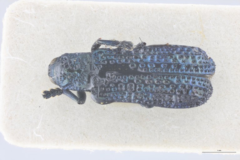 Charistena bangalana T D.jpg