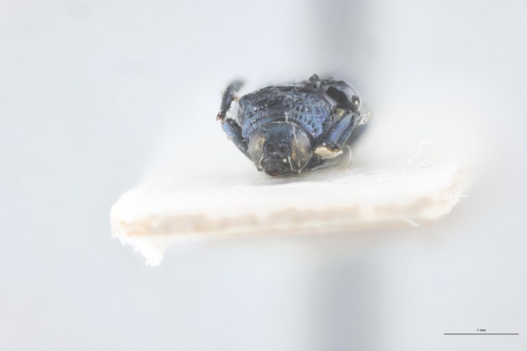 Charistena bangalana T F.jpg