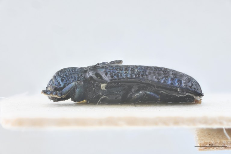 Charistena bangalana T L.jpg