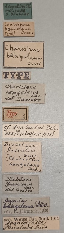 Charistena bangalana T Labels.jpg