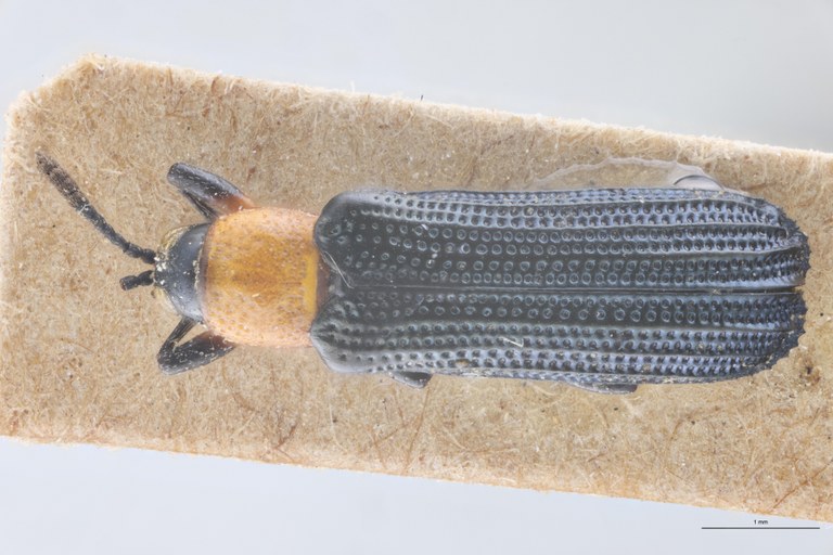 Charistena bergi T D.jpg