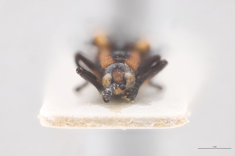 Clinocarispa bisbicarinata Pt F.jpg