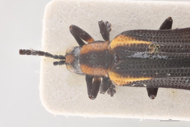 Clinocarispa bisbicarinata Pt Head-Close-Up.jpg