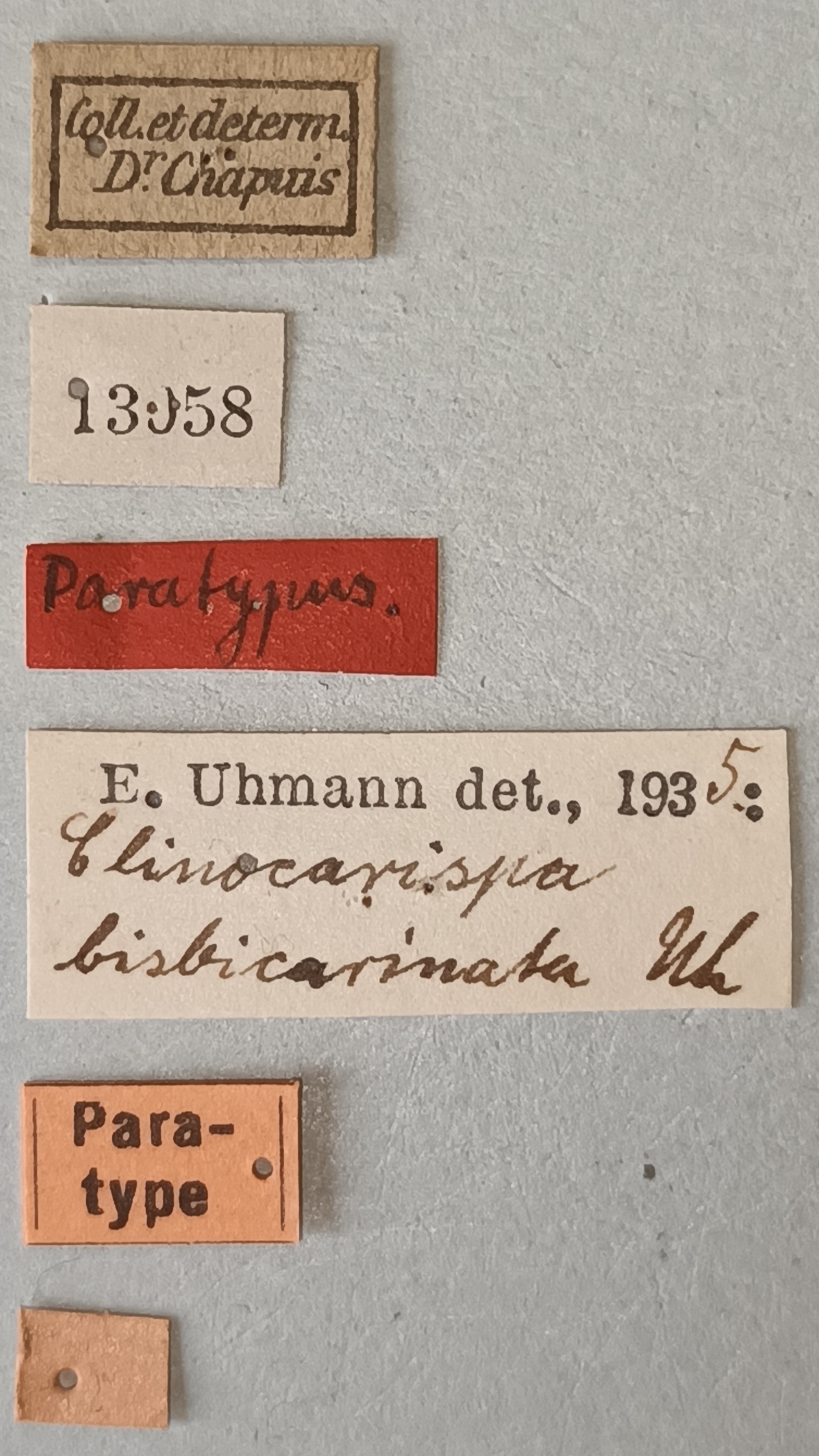 Clinocarispa bisbicarinata Pt Labels.jpg