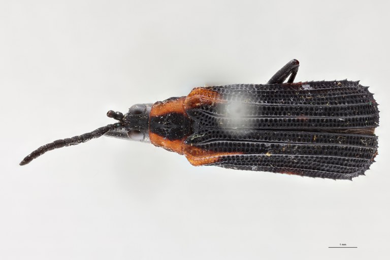 Clinocarispa humeralis Ht D.jpg