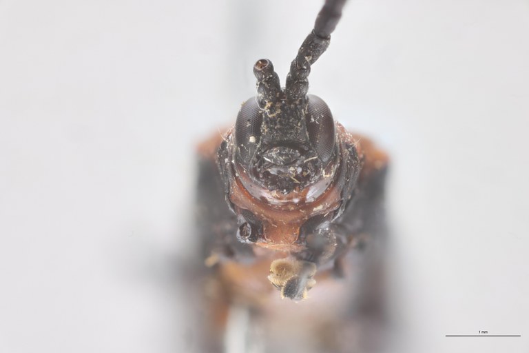 Clinocarispa humeralis Ht F-V.jpg