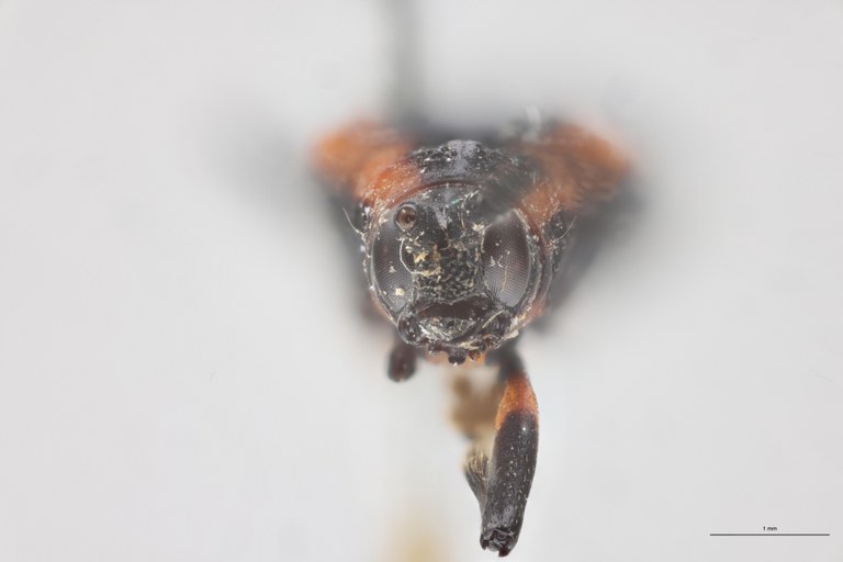 Clinocarispa humeralis Ht F.jpg