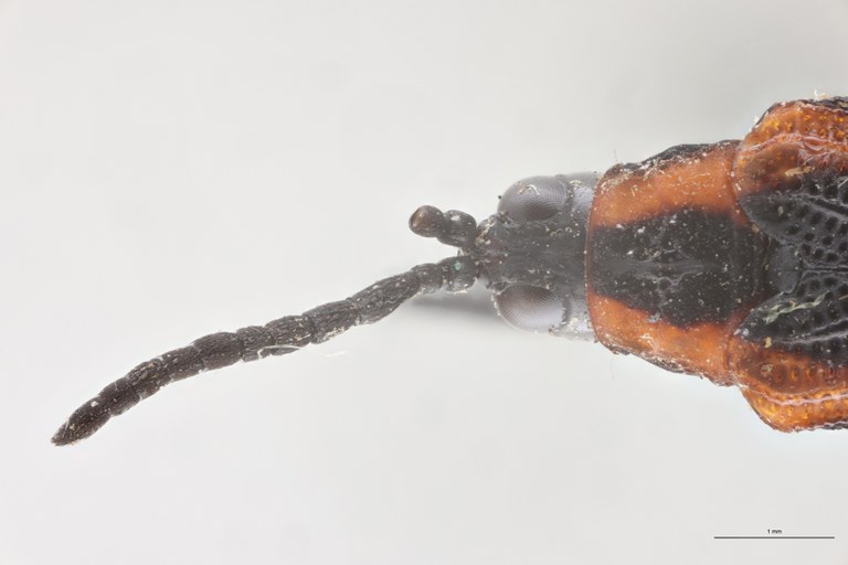 Clinocarispa humeralis Ht Head-Close-Up.jpg