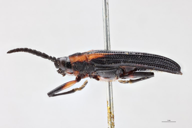 Clinocarispa humeralis Ht L.jpg