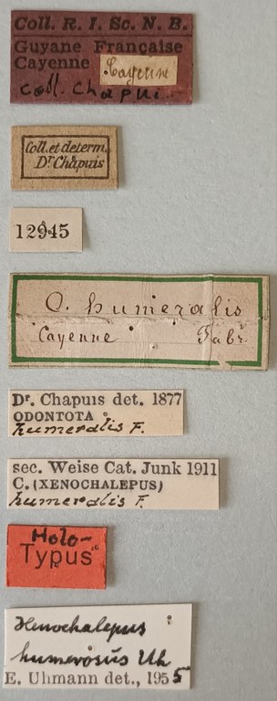 Clinocarispa humeralis Ht Labels.jpg