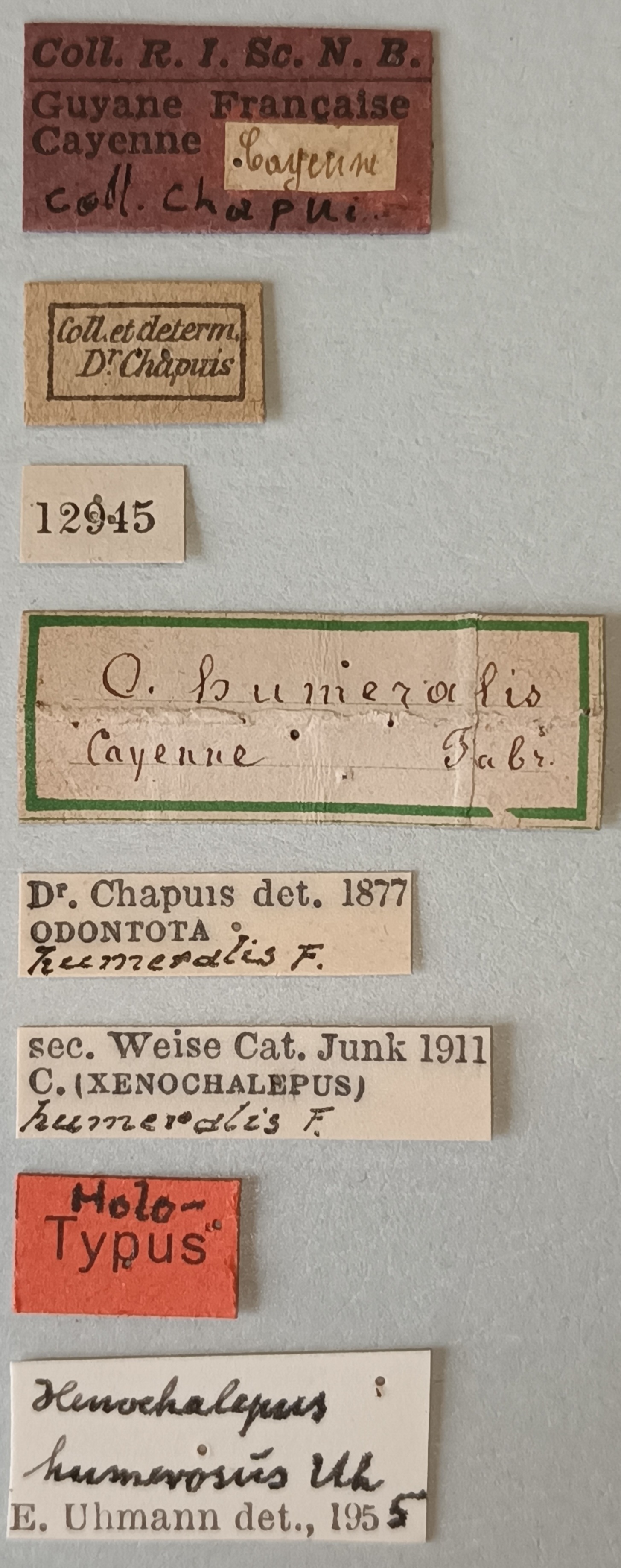 Clinocarispa humeralis Ht Labels.jpg