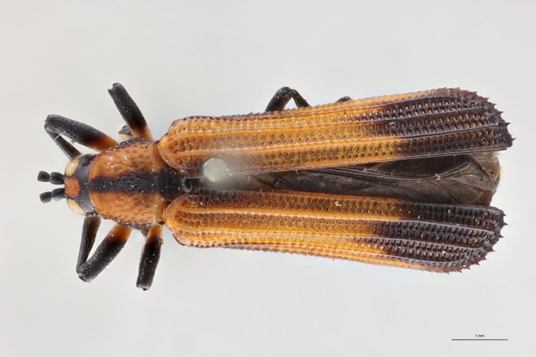 Clinocarispa sauveuri Ex-T D.jpg