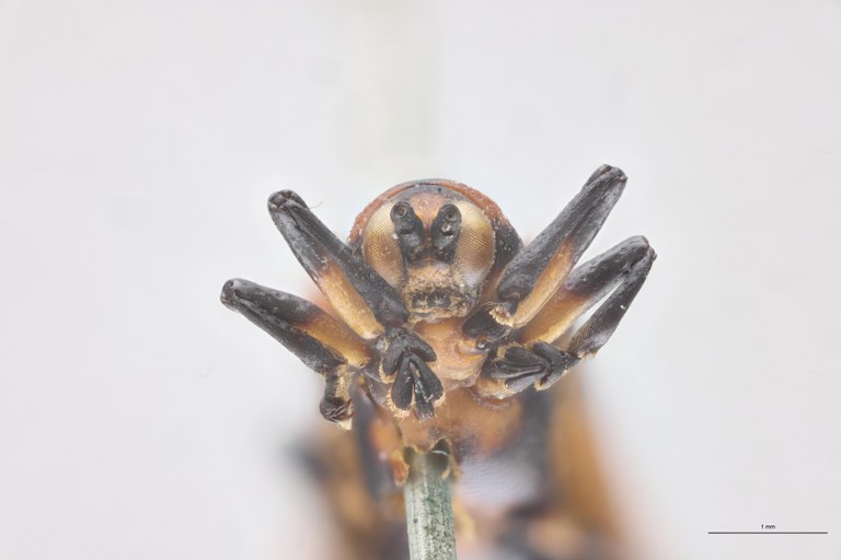 Clinocarispa sauveuri Ex-T F-V.jpg