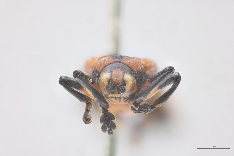 Clinocarispa sauveuri Ex-T F.jpg