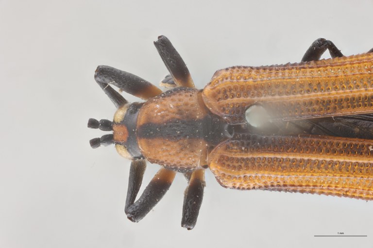 Clinocarispa sauveuri Ex-T Head-Close-Up.jpg