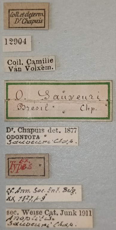 Clinocarispa sauveuri Ex-T Labels.jpg