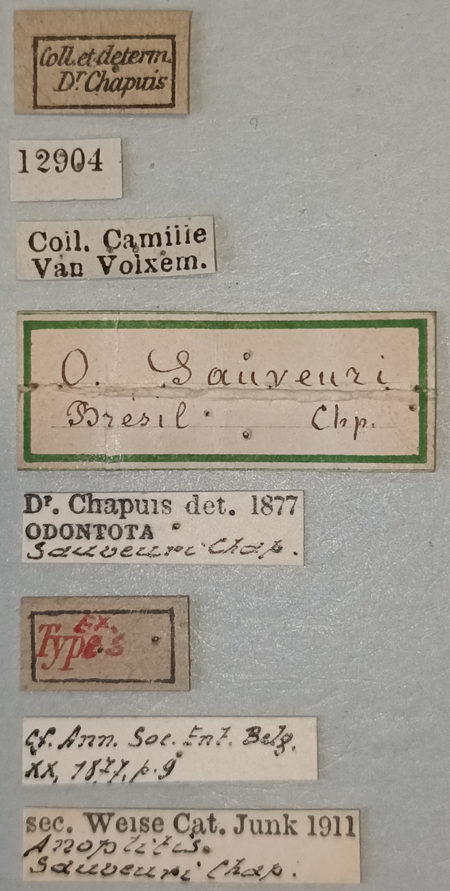 Clinocarispa sauveuri Ex-T Labels.jpg