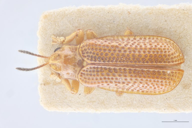 Coelaenomenodera collarti F Pt D.jpg