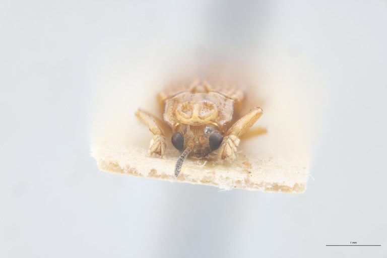 Coelaenomenodera collarti F Pt F.jpg