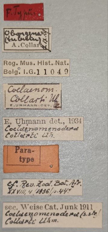 Coelaenomenodera collarti F Pt Labels.jpg