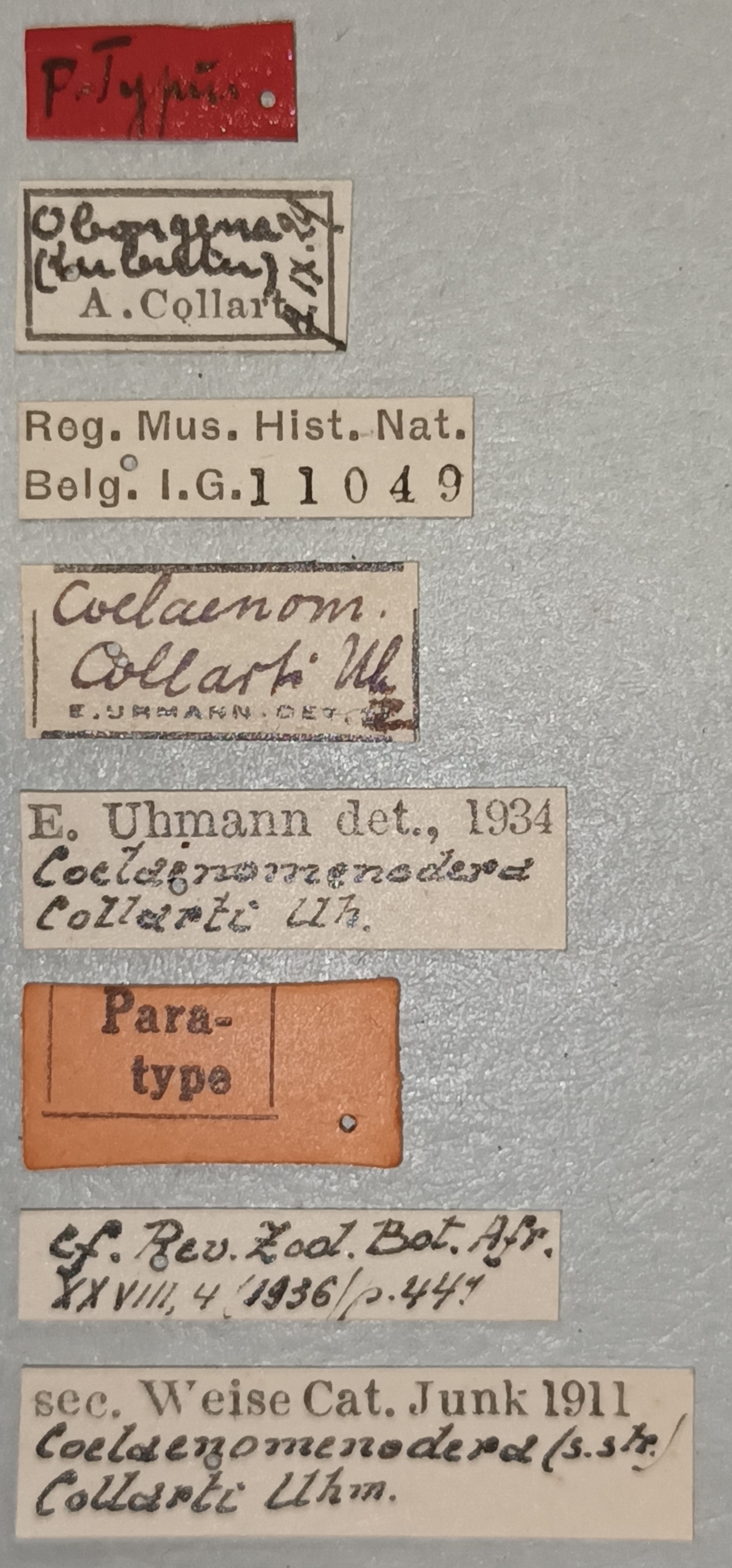 Coelaenomenodera collarti F Pt Labels.jpg