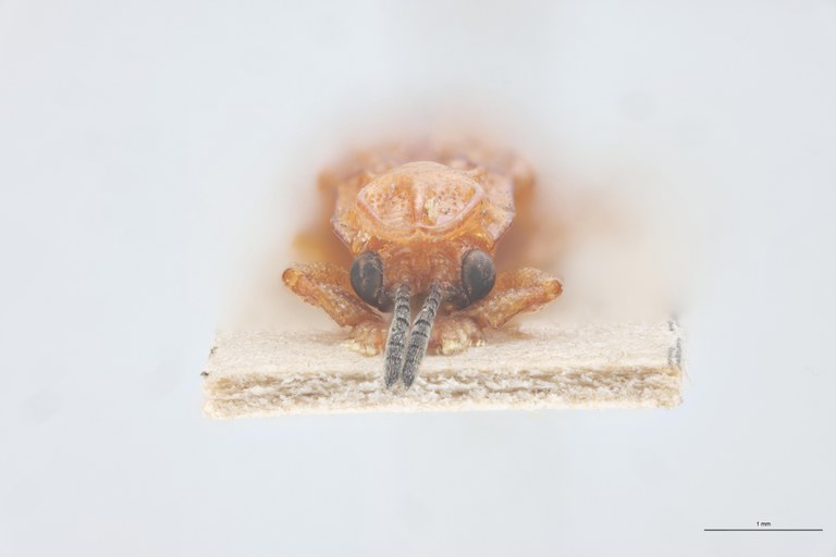 Coelaenomenodera signifera T F.jpg