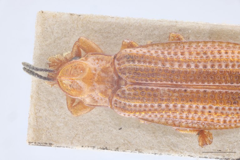 Coelaenomenodera signifera T Head-Close-Up.jpg