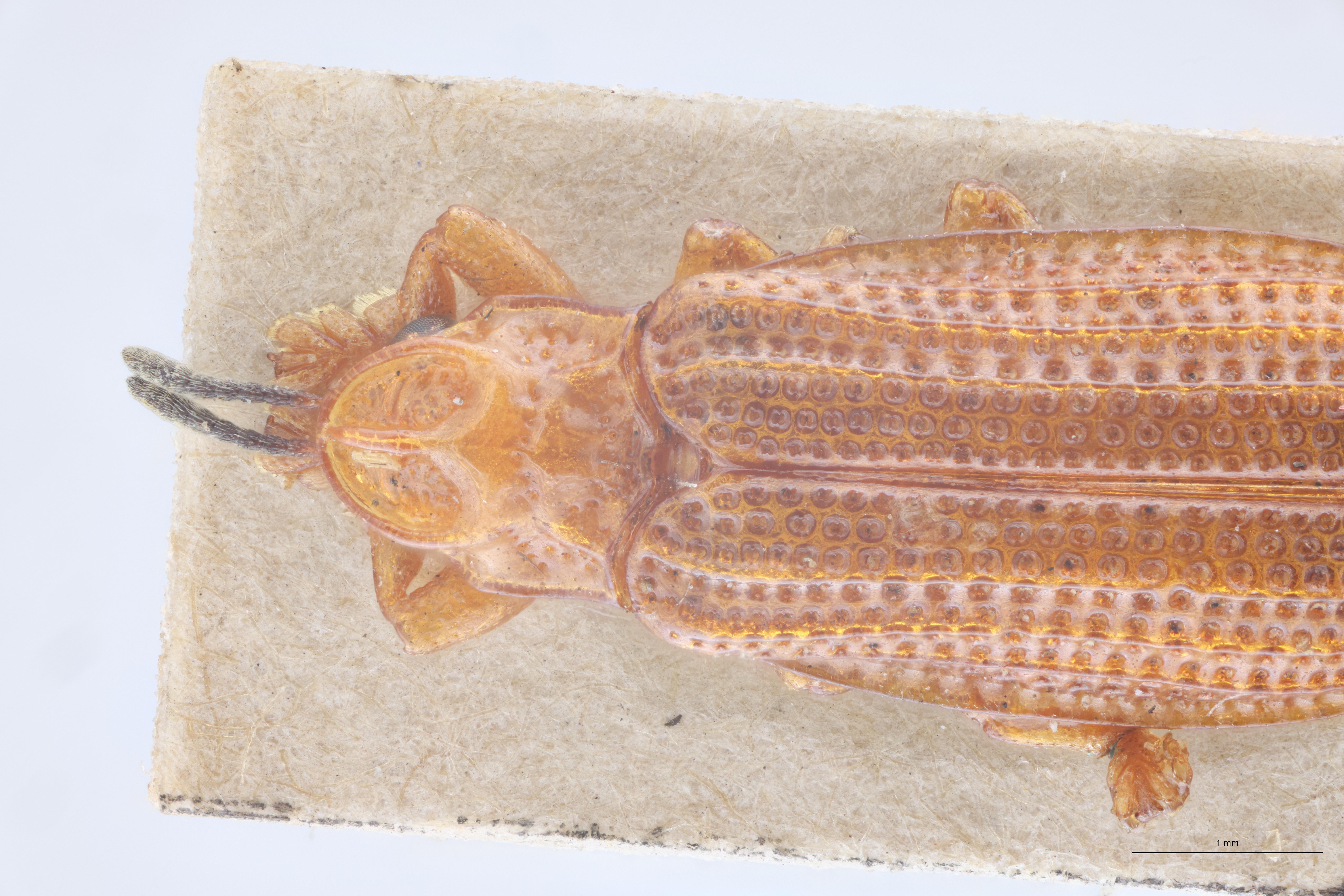 Coelaenomenodera signifera T Head-Close-Up.jpg