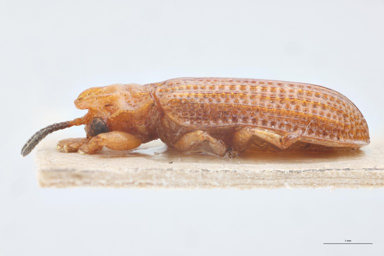 Coelaenomenodera signifera T L.jpg