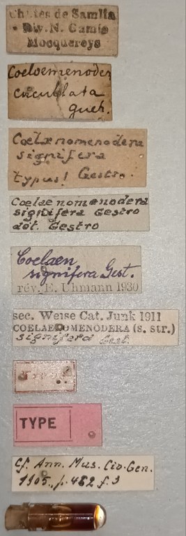 Coelaenomenodera signifera T Labels.jpg