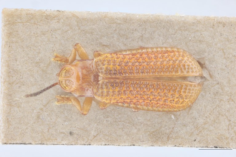 Coelaenomenodera speciosa T D.jpg