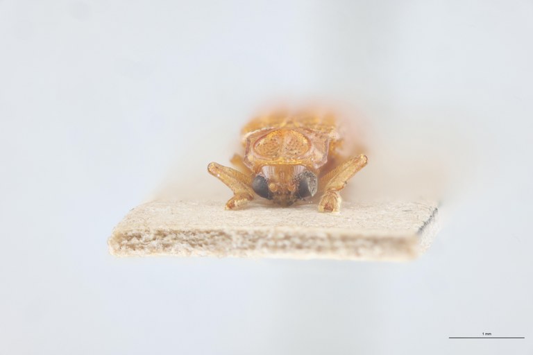 Coelaenomenodera speciosa T F.jpg