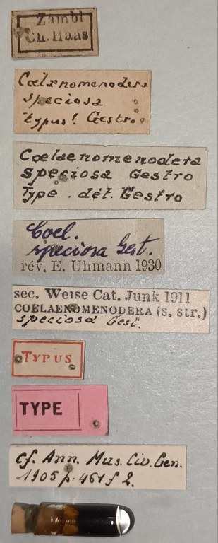 Coelaenomenodera speciosa T Labels.jpg