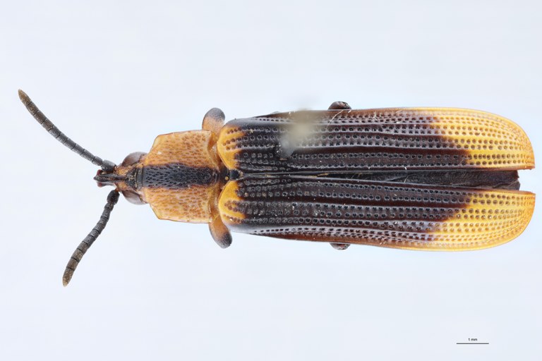 Cryptonychus aberrans Pt D.jpg