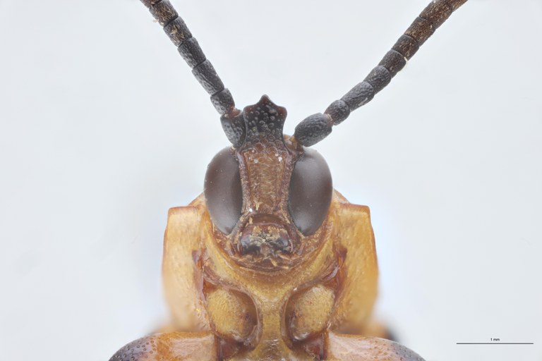 Cryptonychus aberrans Pt F-V.jpg