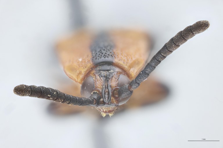 Cryptonychus aberrans Pt F.jpg