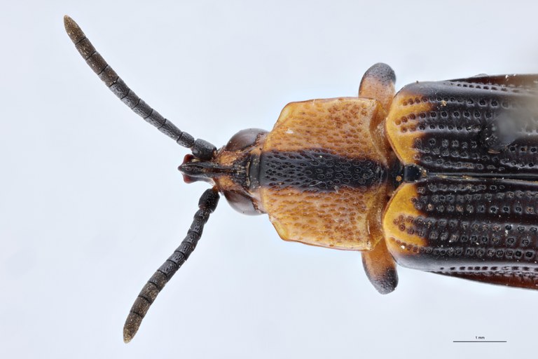 Cryptonychus aberrans Pt Head-Close-Up.jpg