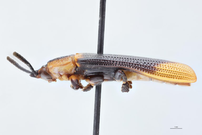 Cryptonychus aberrans Pt L.jpg