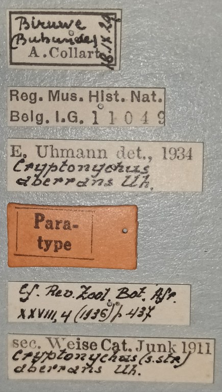Cryptonychus aberrans Pt Labels.jpg