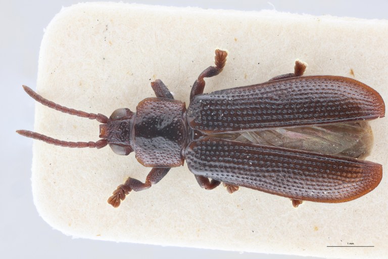 Cryptonychus breviceps thysvilleanus F Pt D.jpg