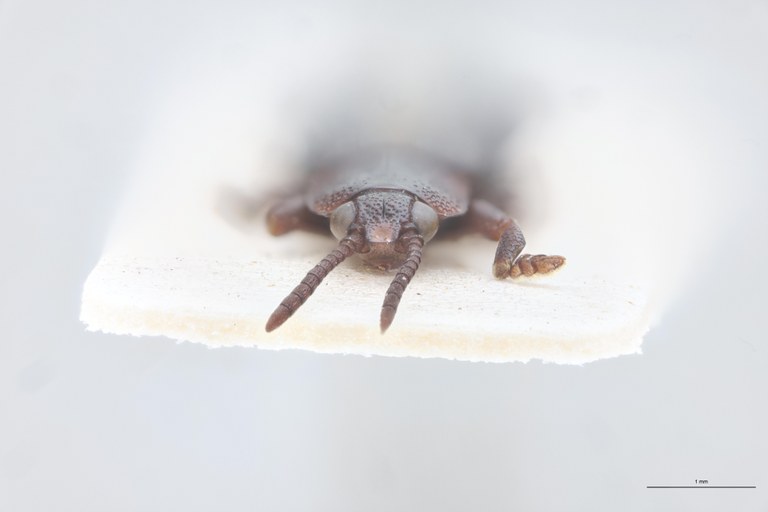 Cryptonychus breviceps thysvilleanus F Pt F.jpg