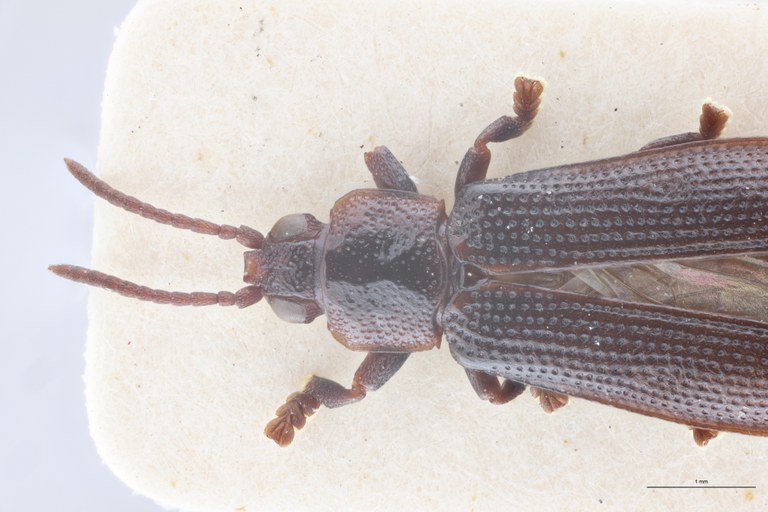 Cryptonychus breviceps thysvilleanus F Pt Head-Close-Up.jpg